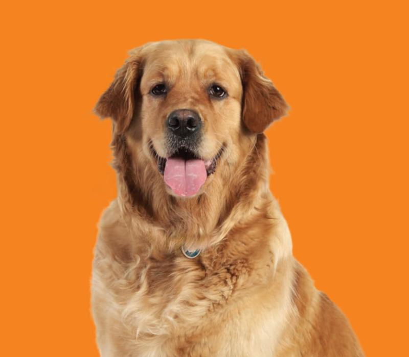 Oral bordetella cheap